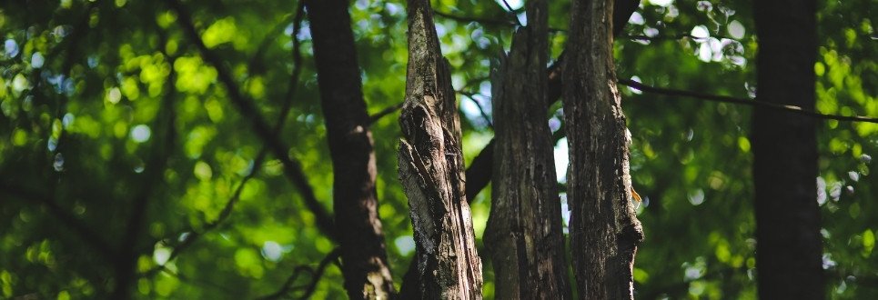 Deadwooding and Tree Health Checks