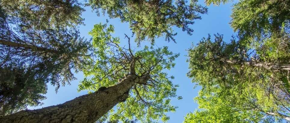 Get a Free Quote for Crown Reduction from GRO Treecare in Blackpool