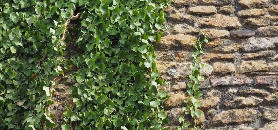 Get a Free Quote for Ivy Removal from GRO Treecare in Clayton-le-Moors
