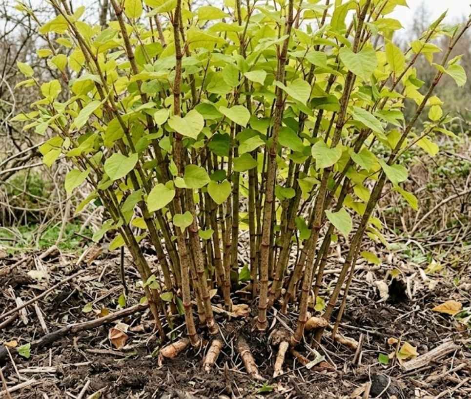 Japanese Knotweed Removal in Rishton for Domestic and Commercial Properties