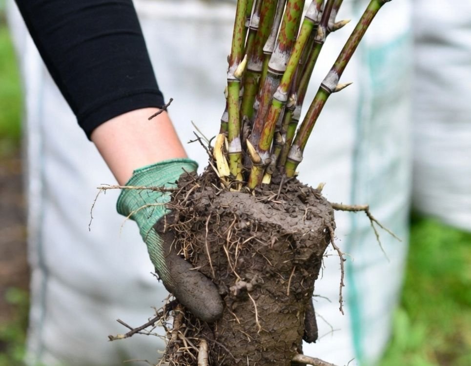 The Damage Japanese Knotweed Can Do to Your Property Value and Legal Position