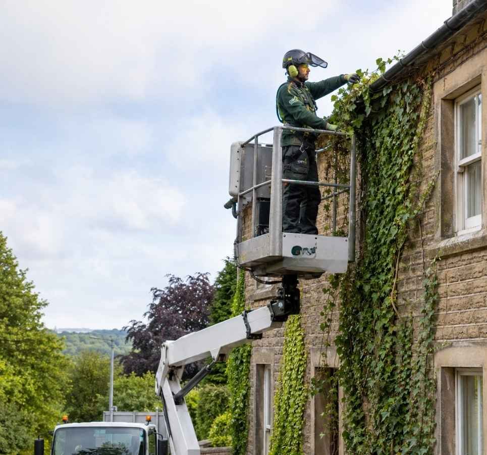 What GRO Treecare's Professional Ivy Removal Covers
