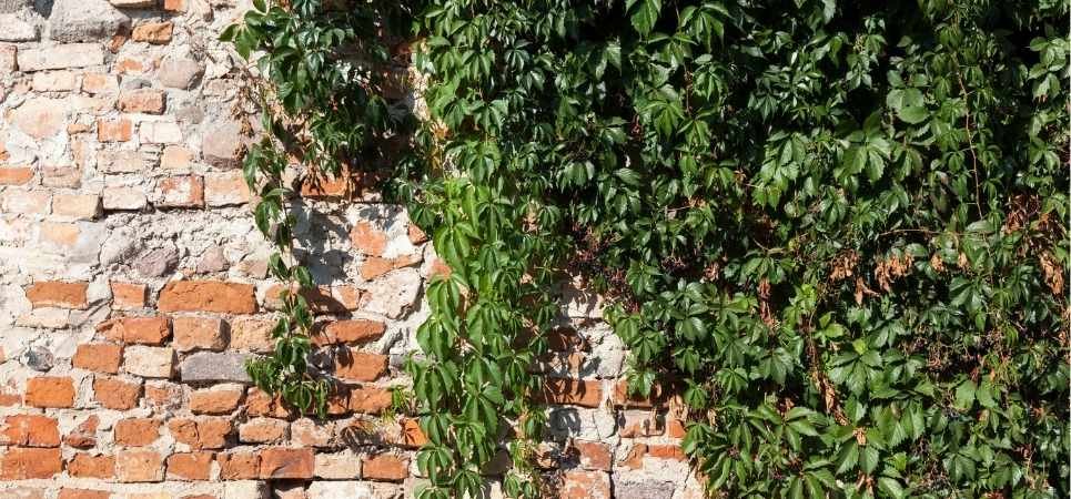 Why DIY Attempts to Remove Ivy Often Lead to Regrowth and Damage