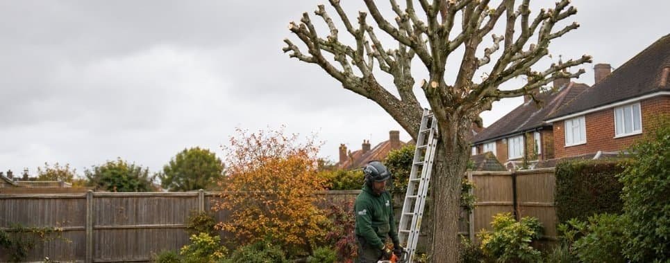 Crown Reduction Service in Culcheth