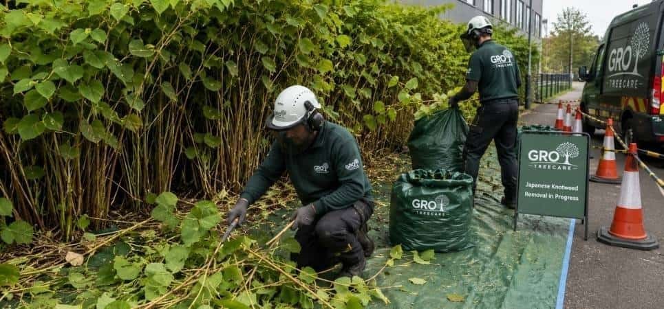 Japanese Knotweed Removal Service in Preesall